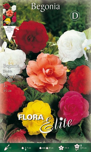 Frühlingsblumen Zwiebel Begonie Double Mix Packung 3 Bulbi Bulbs Blumen