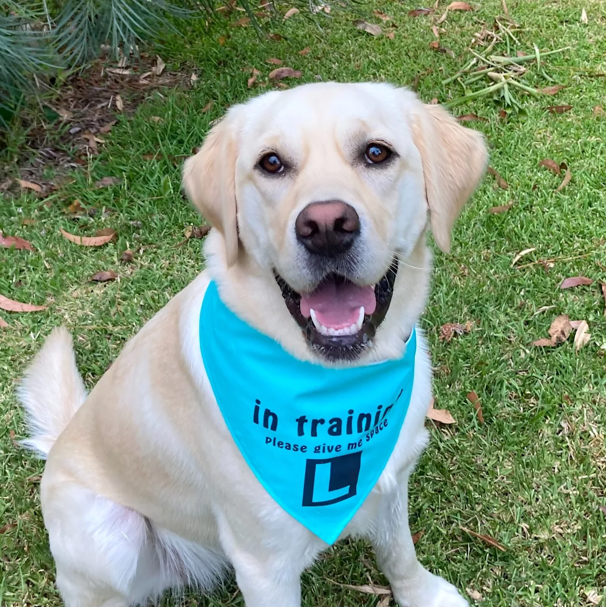 Teal hotsell dog bandana