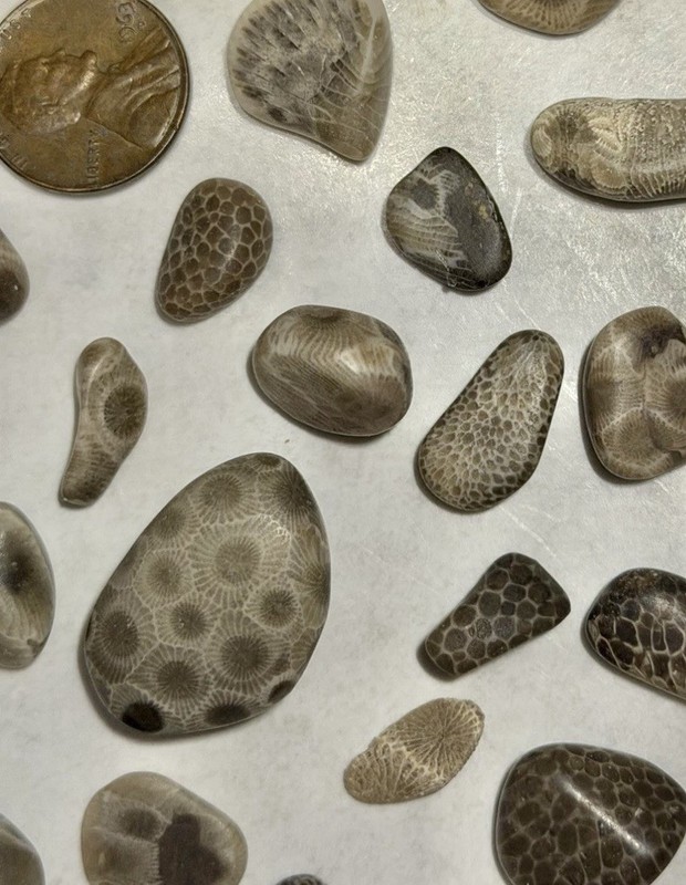 Lot of small/ tiny polished Petoskey/Charlevoix Stones/fossils,great for crafts!