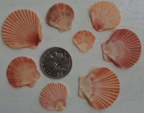 Bulk Lot Of True Florida Sea Shells
