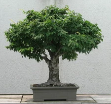 Japanese Zelkova (Zelkova serrata), 30 seeds