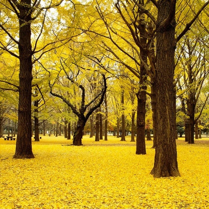 5+ Ginkgo Biloba Seeds Maidenhair Tree Plant Landscape