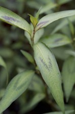 Vietnamese Coriander Plant in a 9cm nursery Pot. well rooted!