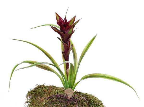 Artplants Kunstpflanze Guzmania Anely Mit BlüTen, Auf Steckstab, Rot, 40Cm-image
