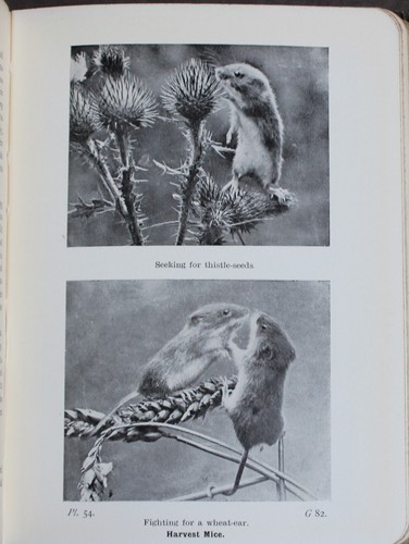 Rare Antique Old Book Mammals Reptiles Amphibians British Isles 1921 Illustrated - Picture 21 of 24