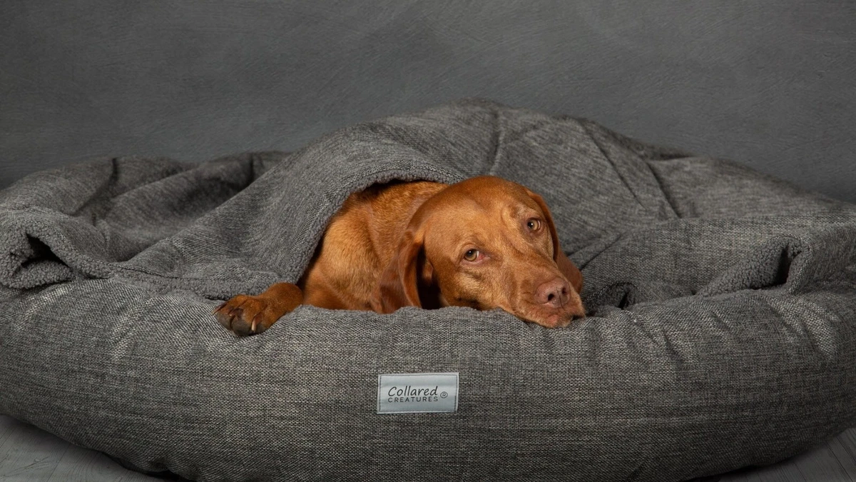 Collared creatures cheap cocoon bed