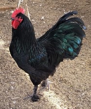 Croad Langshan Hatching Eggs Pack of 6