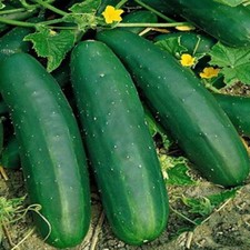 .  🥒 Concombre Marketmore BIO 10 Graines Longs Fruits Saveur Douce 🥒