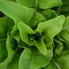 Amish Deer Tongue Leaf Lettuce Seeds, Matchless, NON-GMO, Heirloom, FREE SHIP