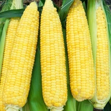 Truckers Favorite DENT Corn Seeds | Non-GMO | Fresh Garden Seeds UNTREATED