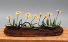 OOAK Delicate Paper Daisy Garden Flowers AC Artisan Dollhouse Miniature 1:12 — photo 7
