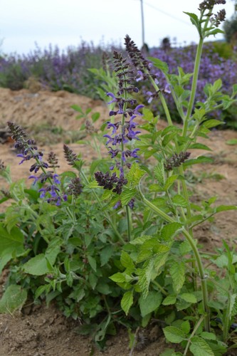 min 30 Samen Rotwurzel Salbei Dan shen (Salvia miltiorrhiza) seeds eBay