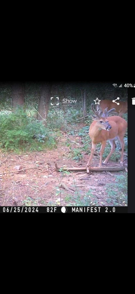 Atrayente mineral de ciervo "Melaza Caramelo" Premium 20 lb, 2 galones  Foto 4 de 4