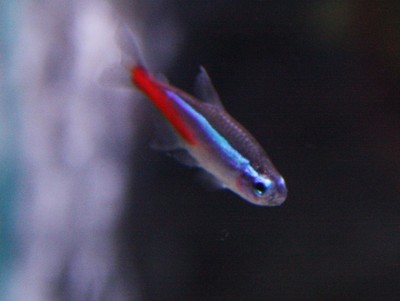 neon freshwater fish