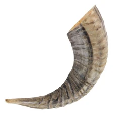 Natural Ram Horn Drinking Horn 10–12 Inches | Polished Rustic Décor Novelty Gift