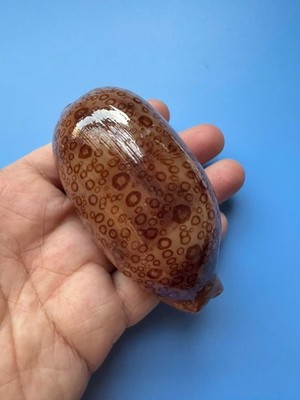 88.6mm | Cypraea Argus | F+++ GEM | Nice color | Good pattern | Beautiful Shell