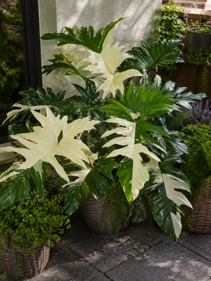 8000132 Philodendron white Dragon Indoorplants 5 Samen | eBay