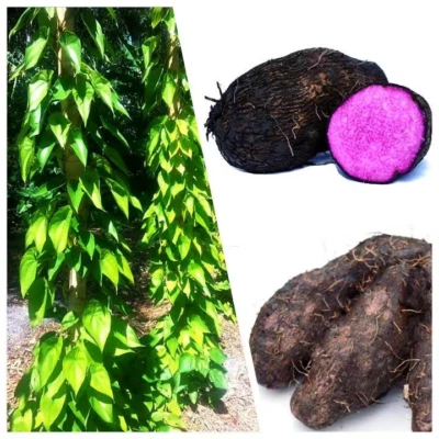 Purple Yam / Dioscorea alata /Ube or Greater Yam ,04 Spruted yam cuttings