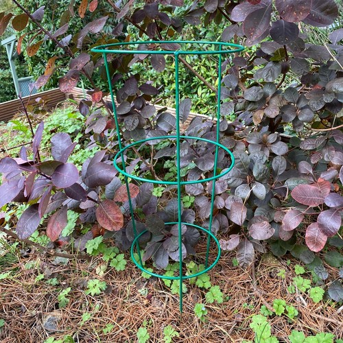 Pack of 5 Metal Conical Garden Plant Support Rings (60cm) Herbaceous