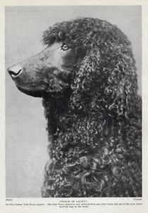 Irish Water Spaniel "Clive" - 1934 Vintage Dog Art "Photo" Print - CUSTOM MATTED