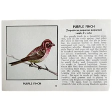 Purple Finch Bird Print 1931 Blue Book Birds Of America Antique Art PCBG13B