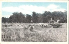 Farmers Hayride Horses In Field Unposted White Boarder Postcard