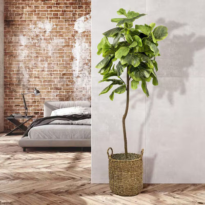 5 Ft. Fig Tree in Handled Basket