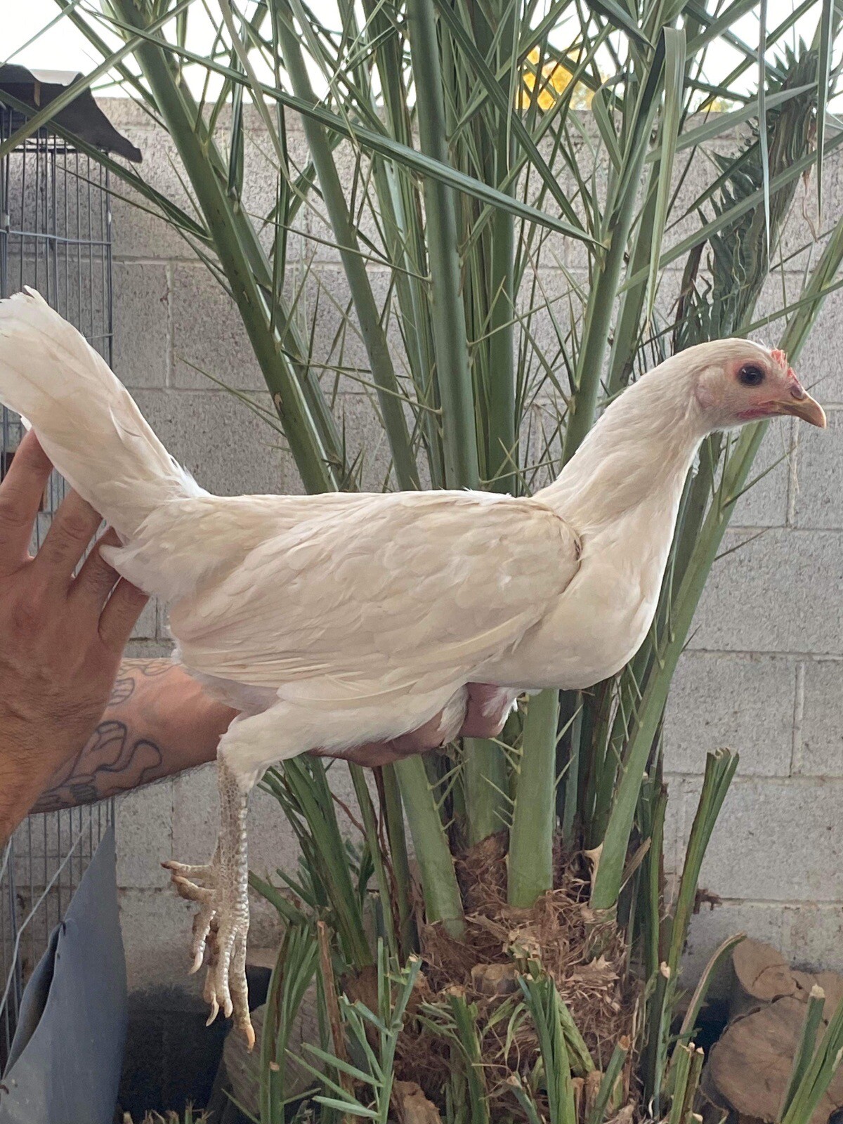 1 Fowl Egg Chicken Hatching Eggs eBay