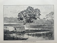 1894 View Of Flooded Banks Of Amazon River, Brazil Original Antique Print
