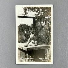 Postcard RPPC Mountain Lion Schleicher Silver Farm Mt Lowe California Big Cat
