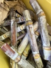 4 PCS FRESH CUT SUGAR CANE CUTTINGS ORGANIC GREEN OR PURPLE ROOTED/UNROOTED