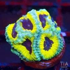 People Eater Favia - NOT WYSIWG | Live LPS Coral | Aquacultured