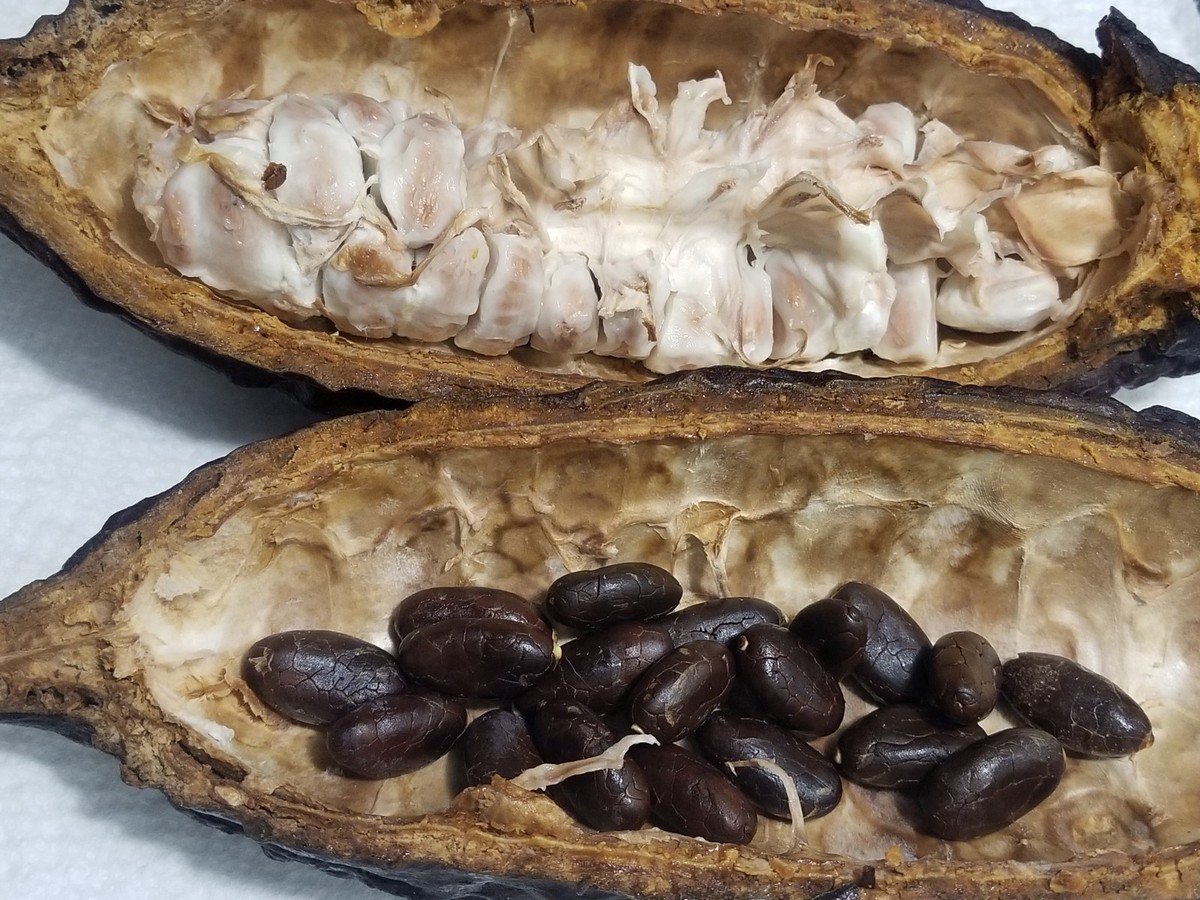 6 Quality Cacao Seeds | Exotic cacao fruit Seed – Rare Chocolate