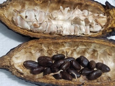 6 Quality Cacao Seeds | Exotic cacao fruit Seed  Rare Chocolate Seeds |  eBay