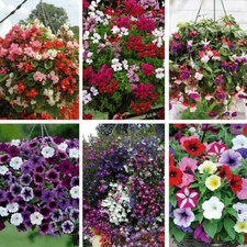 Hanging Basket Garden Flowering Plants Lucky Dip Annuals Postiplug Plugs