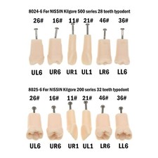 Dental Replacement Screw-in Teeth Typodont Model fit Kilgore NISSIN 200/500 Type