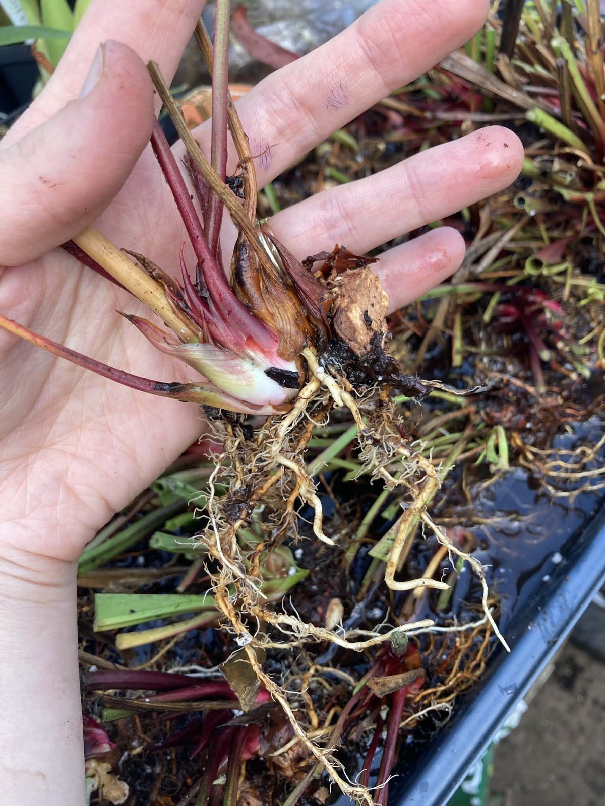 Sarracenia bulk bare root rhizomes! Seller's choice of assorted varieties. 5 per