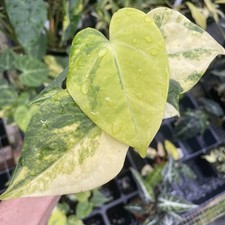 Anthurium Clarinervium Variegated 2.5" pot, Fedex 2day