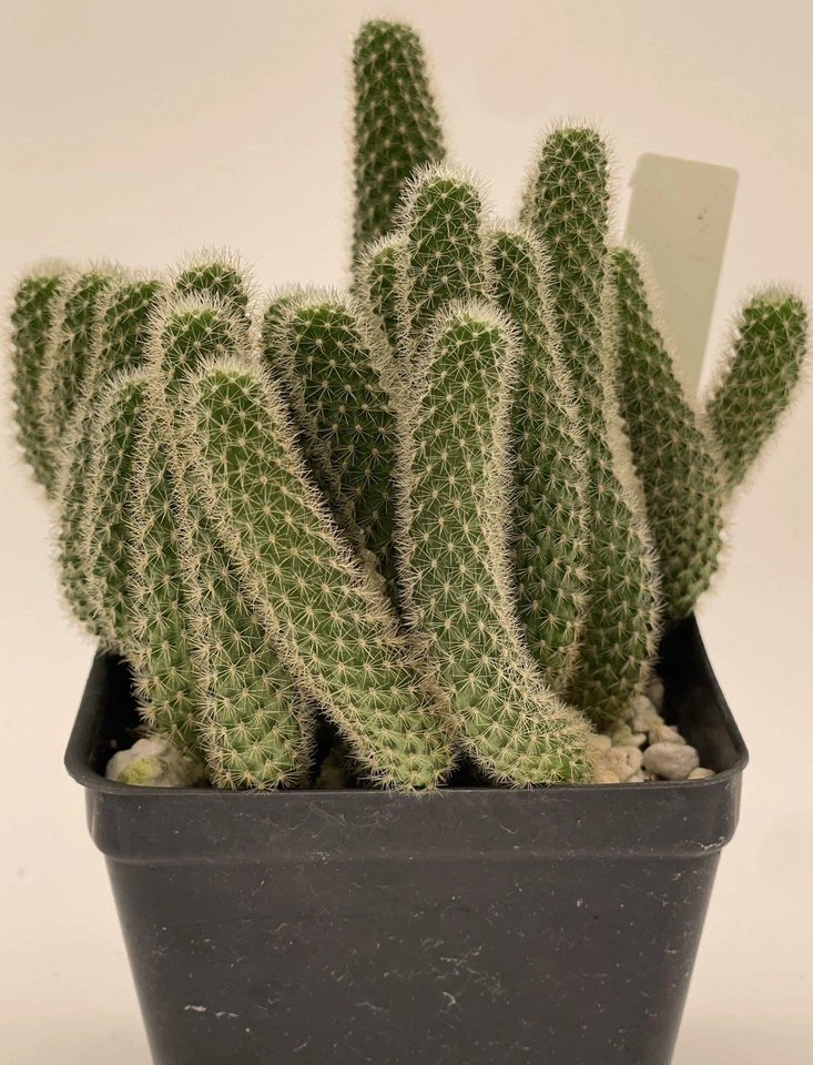 Rebutia Fabrisii Cactus 3.5 Inch Pot Beautiful Masses Of Orange Flowers! - Image 4 of 4