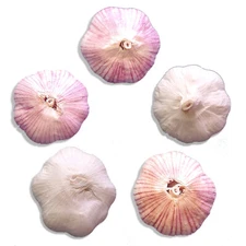 Organic GARLIC Bulbs Multi-Size VARIETIES: Chesnok Music Italian German Russian