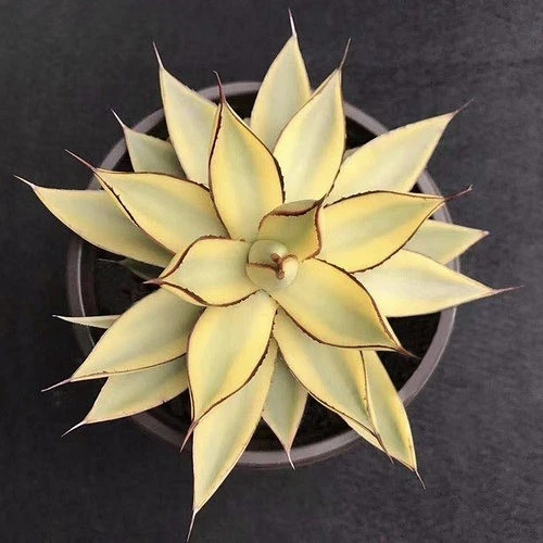 Agave Burnt Burgundy cream Variegated , Large 11cm rare succulent plant
Opens in a new window or tab