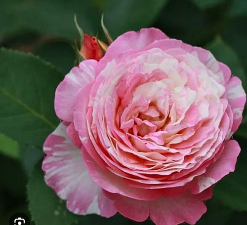 Marc Chagall rose bush Floribunda Bare Root! Live Starter Plant!!
