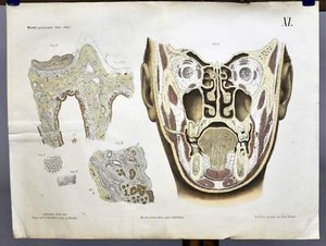 Anatomic Chart