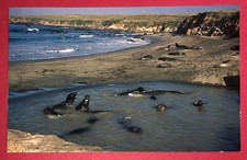 Postcard Northern Elephant Seals California c1990s