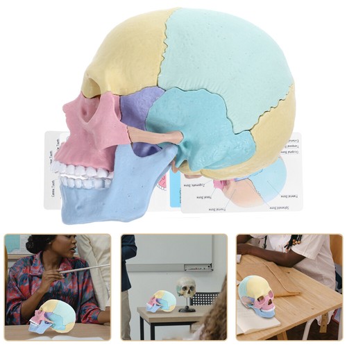 Anatomy Skull Model Puzzle of Skull Assembly Model Detachable Skull Model - Picture 10 of 12