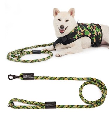 jack russell terrier mutt