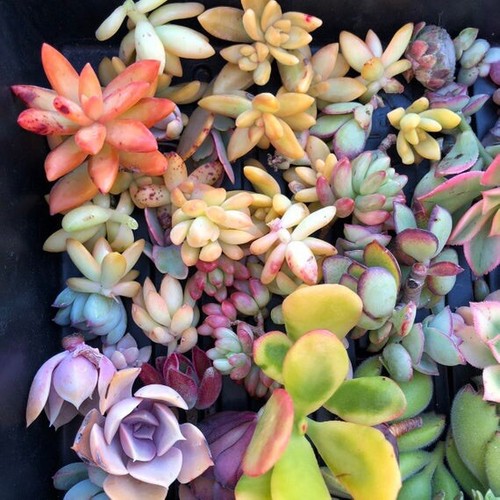 40 Cutting Mix Succulents 4-8” - Picture 11 of 11
