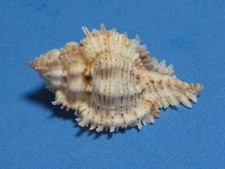 Murex (Chicoreus) pseudosuperbus (Houart, Moe & Chen, 2017) "BEAUTIFUL!" (47.2mm