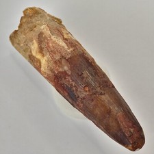 Spinosaurus 4.17” Dinosaur Tooth Fossil - Restored - Kem Kem Beds - Morocco