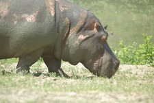 Hippopotamus Taxidermy Reference Photo Cd
